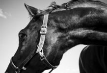 ??Offspring of the Winds–The Horse in Art and Imagination?g black horse