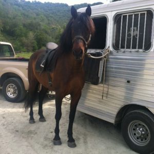 Have Horse, Will Travel