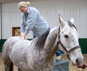 Chiropractic therapy for horses