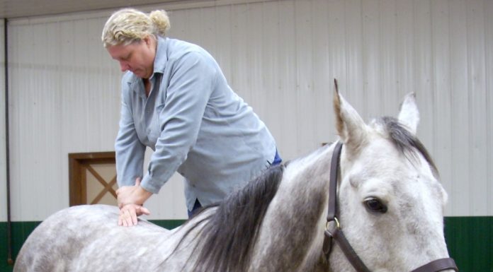 horse chiropractor