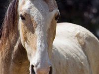 Veterinary groups speak out against soring horse closeup