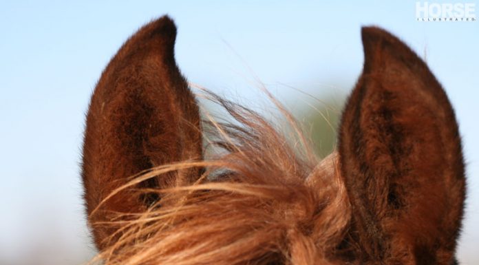 horse ears