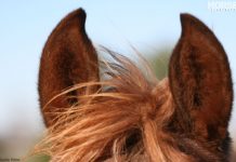 horse ears