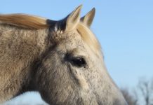 gray horse eating hay in winter