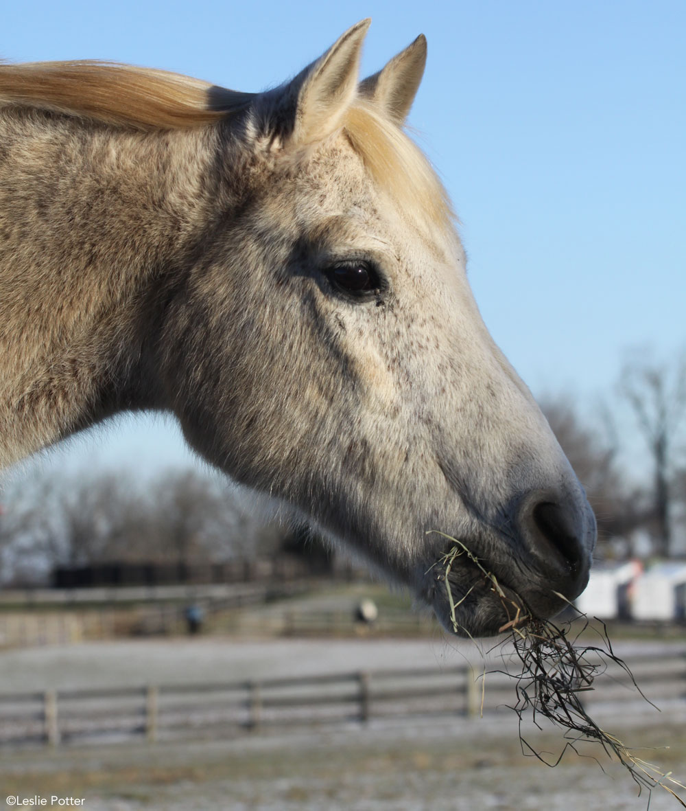 Gray horse eating hay in winter