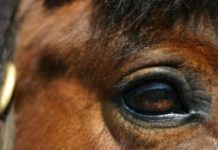 Last Call for Equine Industry Vision Award Nominations horse eye