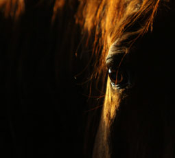 horse eye dark