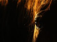 horse eyes