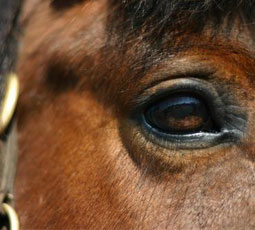 horse eye