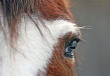 horse eye
