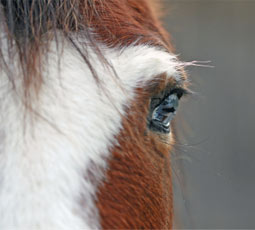 horse eye