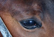 Feds Open a Probe on Equine Abuse horse eye