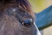 horse eye