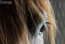horse eye