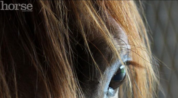 horse eye