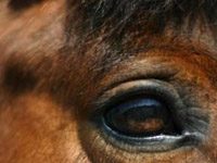 Equine veterinary organizations speak out against soring horse eye