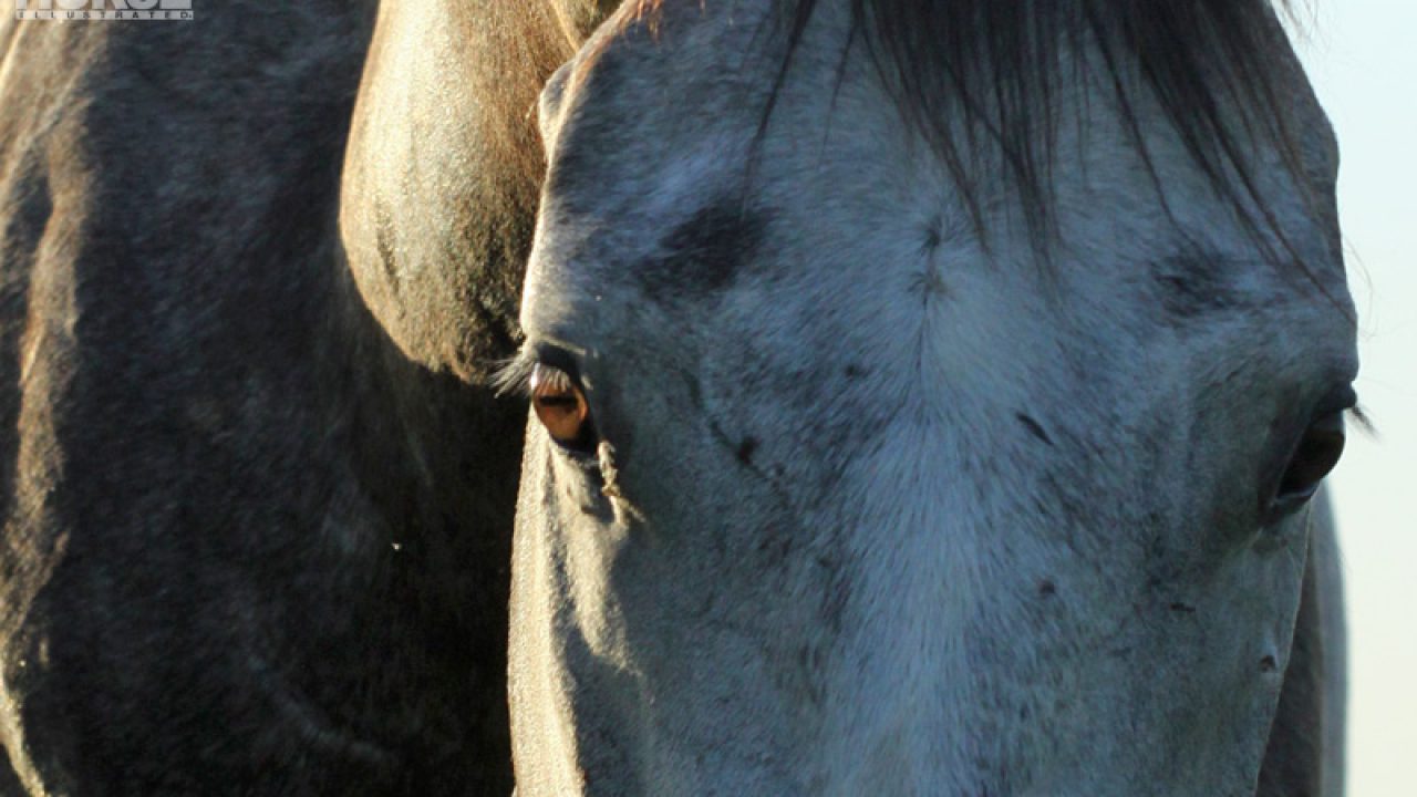 Horse Slaughter In The Us Home Design Ideas