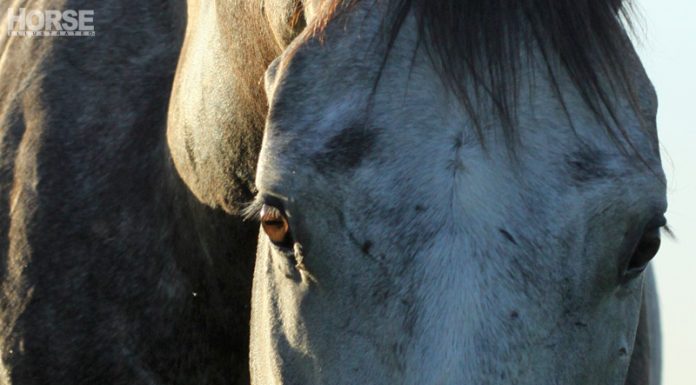horse eye