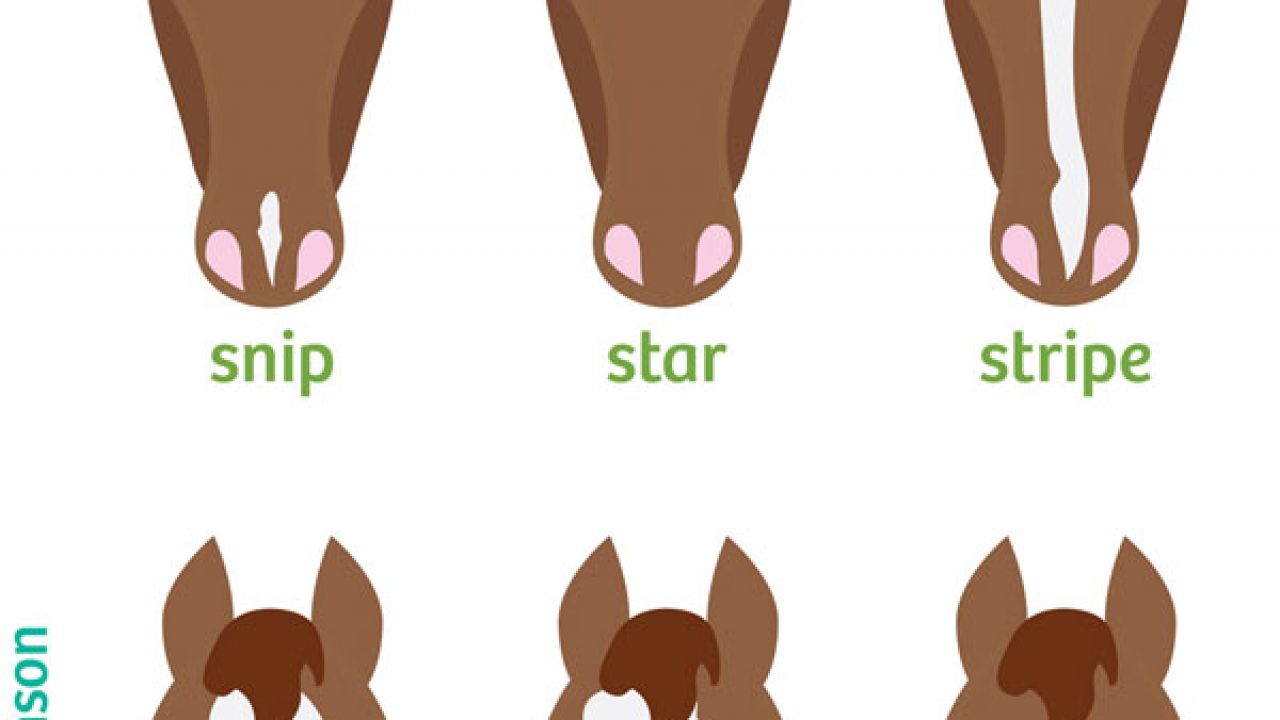 Horse Leg Markings Chart