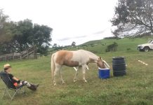 Featured Video: Horse Fetches Wine horse fetches wine