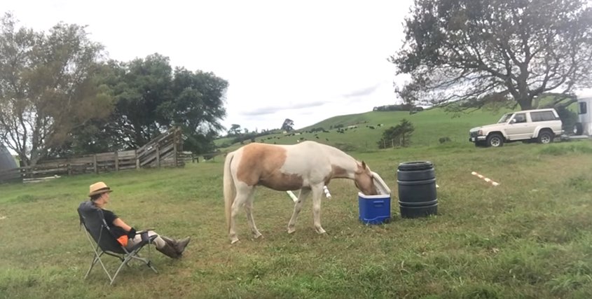 Featured Video: Horse Fetches Wine