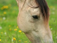 horse flowers