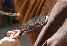 horse hair brush