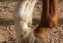 New laminitis treatment shows promise in tests horse hooves