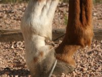 The Equine Veterinary Journal releases laminitis research articles horse hooves
