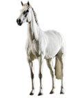 Horse Img