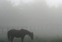horse in fog