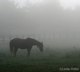horse in fog