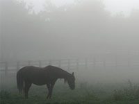 horse in fog