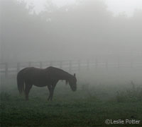 horse in fog
