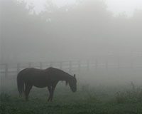 horse in fog