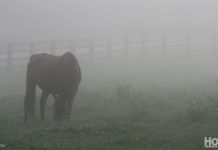 horse in fog