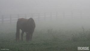 Grief counseling for horse and pet owners now available