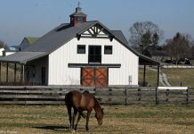 horse in front of barn