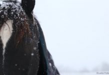 horse in snow