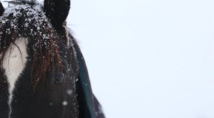 horse in snow
