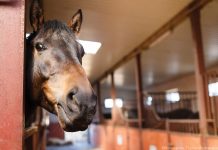 horse in stall