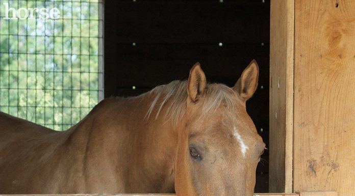 Horse looking over a stall door
