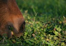 closeup of a horse grazing