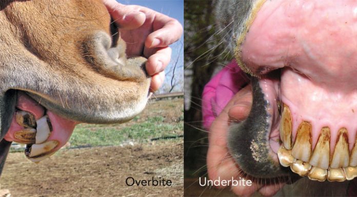 horse overbite underbite