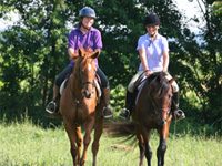 Benefits in the Economic Stimulus Act for Horse Industry horse owner