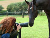 horse photographer