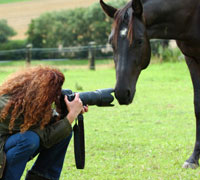 horse photographer