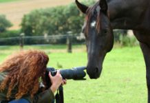 horse photographer