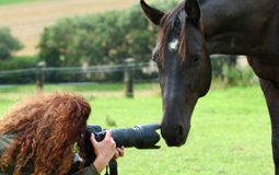 horse photographer