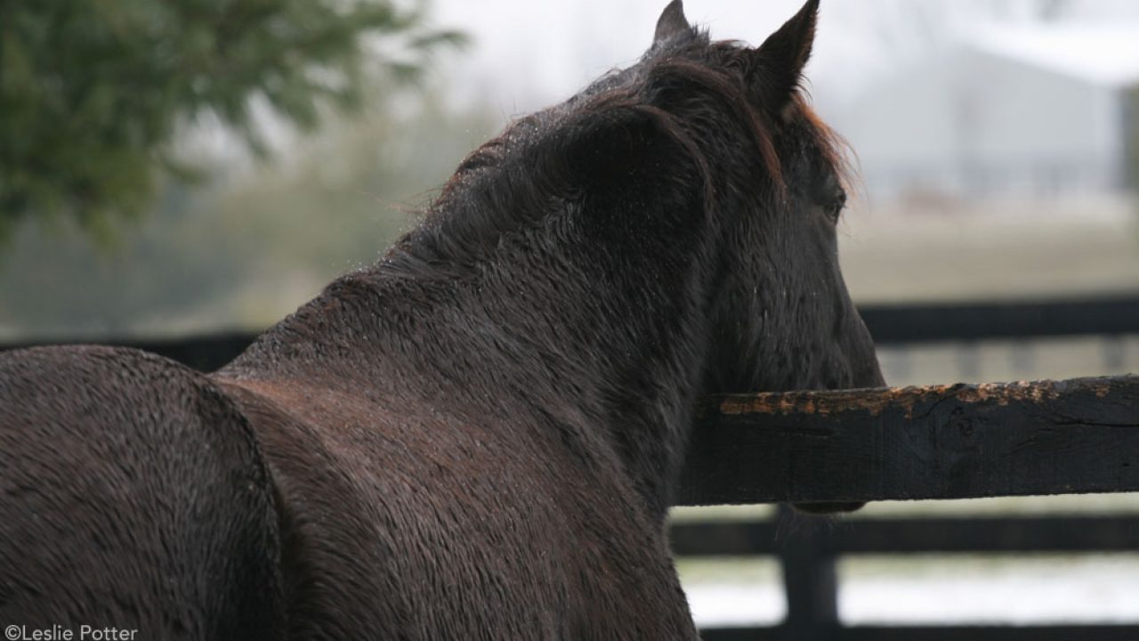 Hives In Winter Horses